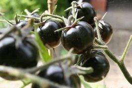 TOMATE CERISE NOIR ! RARE 15g