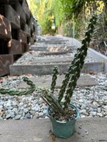 Cylindropuntia imbricata Denver weiss / Winterhart