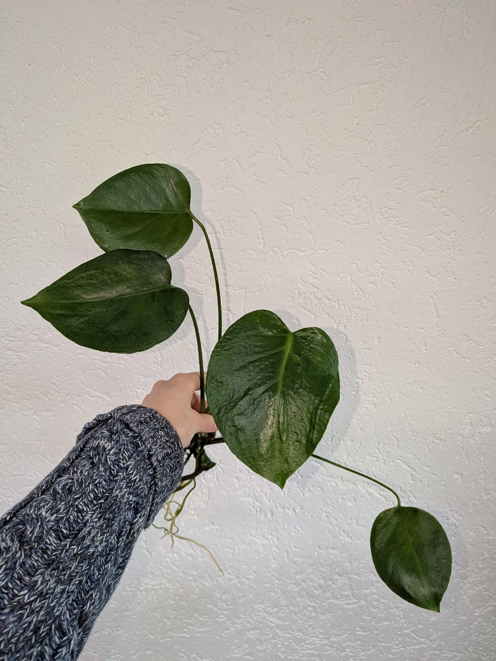 Piante & sementi: Monstera Deliciosa - gut bewurzelter Ableger – Usato da Weier im Emmental venduto da sel_j9yz 1