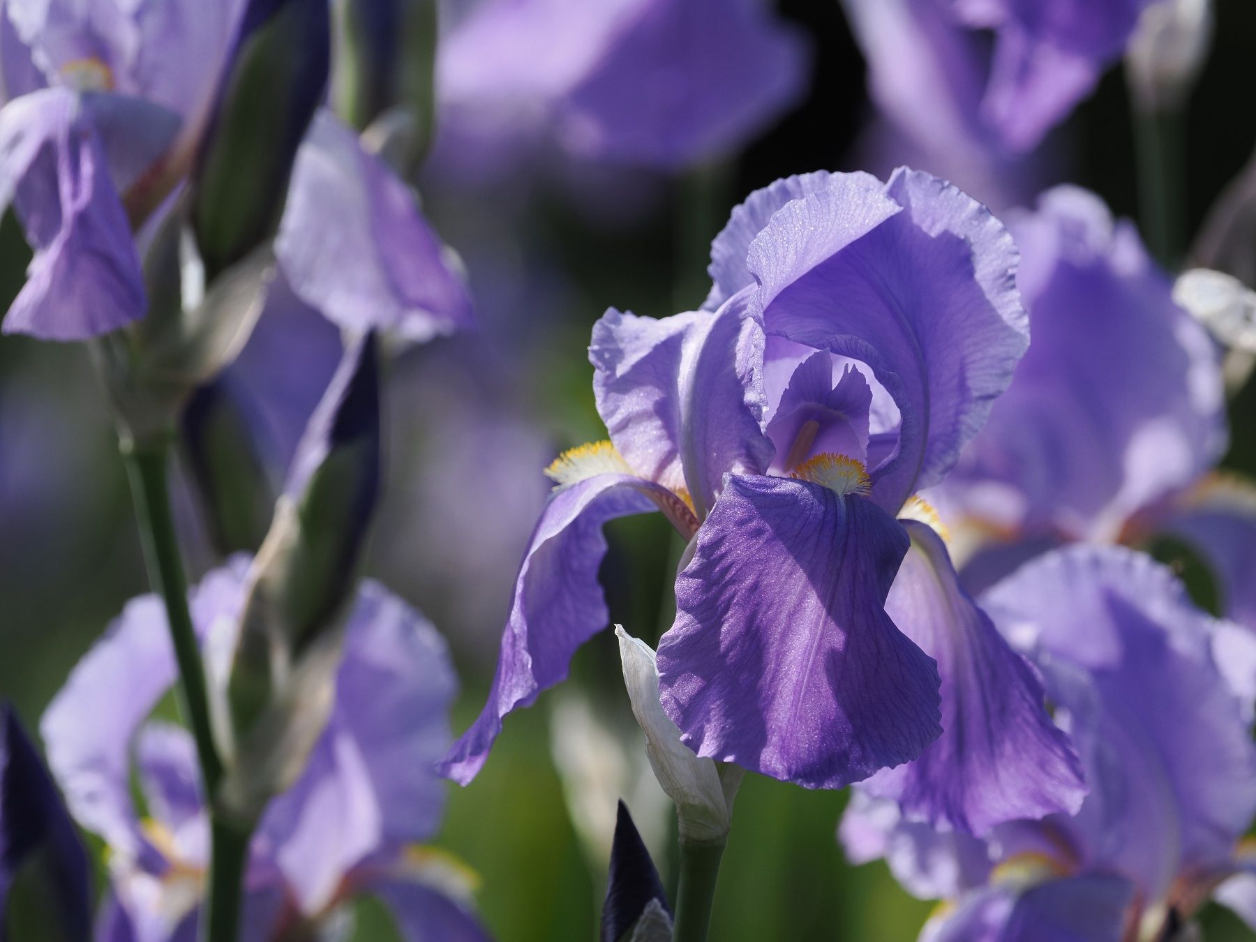 Piante & sementi: 1 Bartiris Schwertlilie hitzebeständig Gartenpflanze – Nuovo (secondo la descrizione) da Auenstein venduto da mar_8mxd