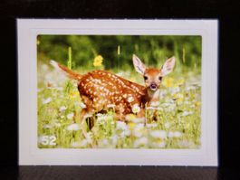 MIGROS MANIA Nature Detectives Nr. 52