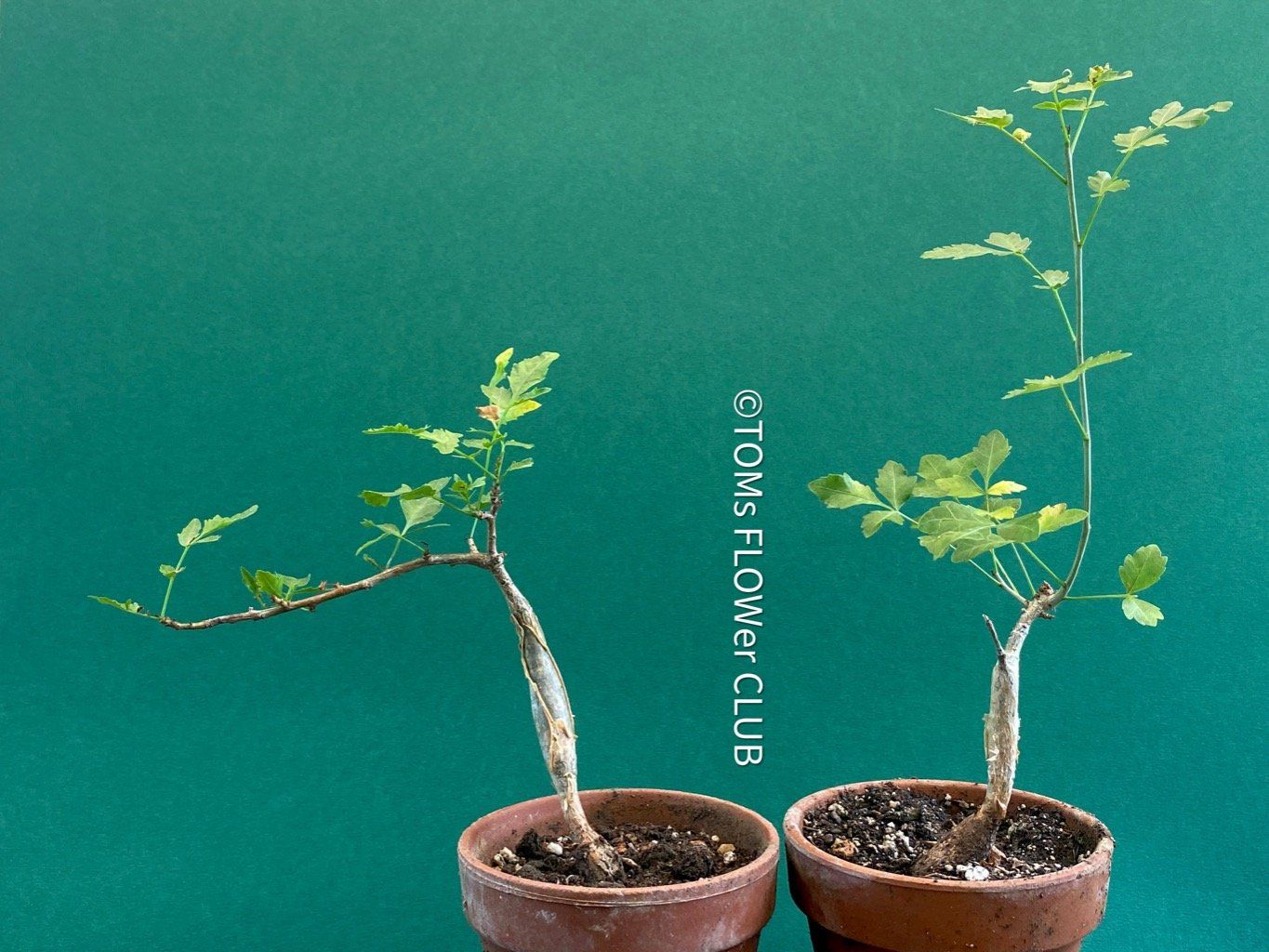 Piante & sementi: Bursera Fagaroides / Duft-Bursera . – Nuovo e nell'imballaggio originale da Adliswil venduto da astom369 5