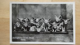 Carte Postale Ancienne Zoo Bâle Fenneks 1948 Rare!