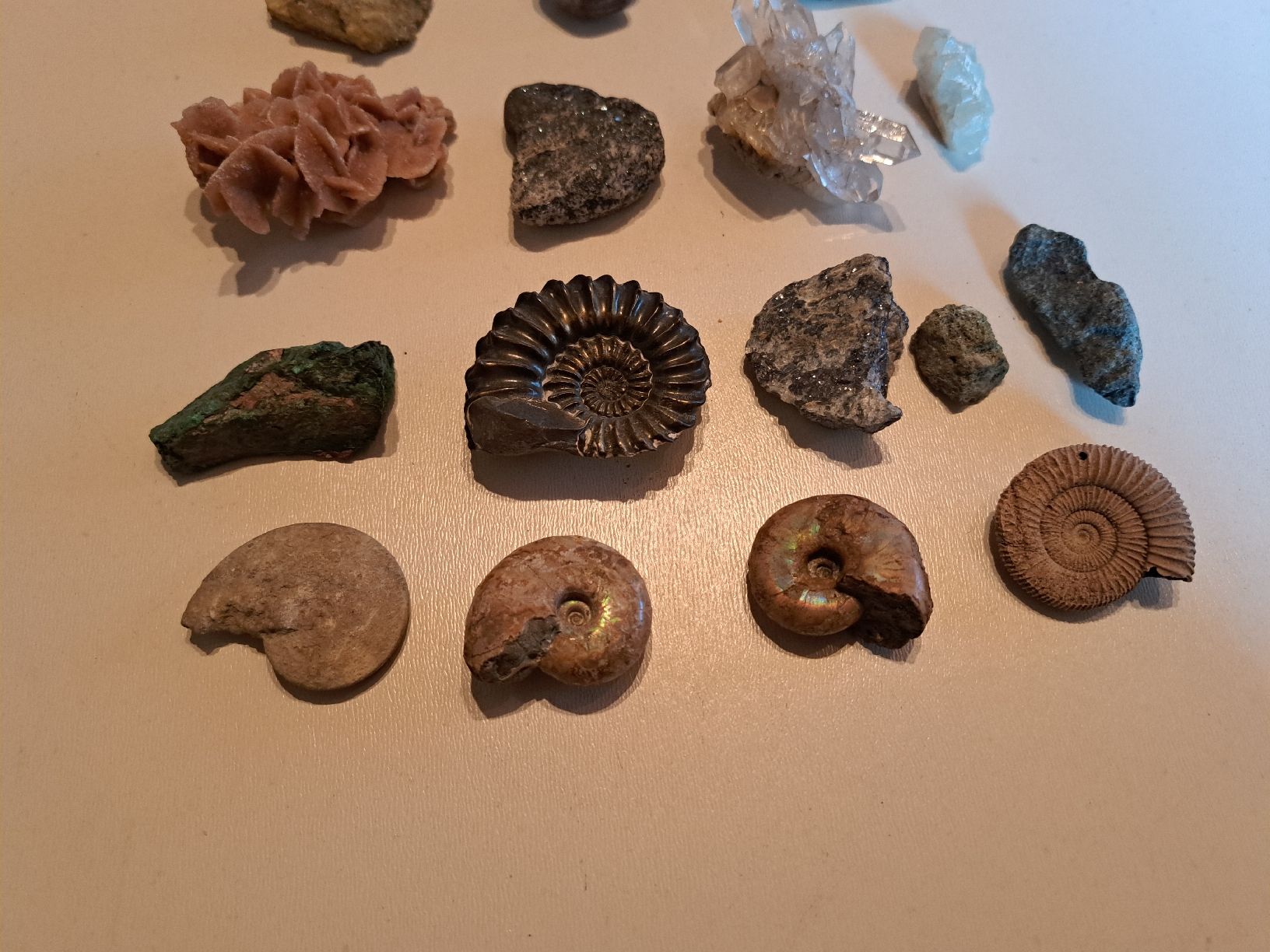 Fossilien: Div.Versteinerungen und Mineralien – Gebraucht aus Walde AG von Kunstgiesser 1