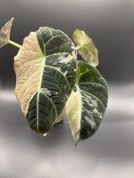 Alocasia Black Velvet Pink Variegata Rhizom (19-2)