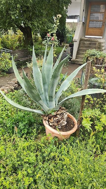 Plantes & graines: Agave  – D'occasion à Zürich par spe_jwc5 1
