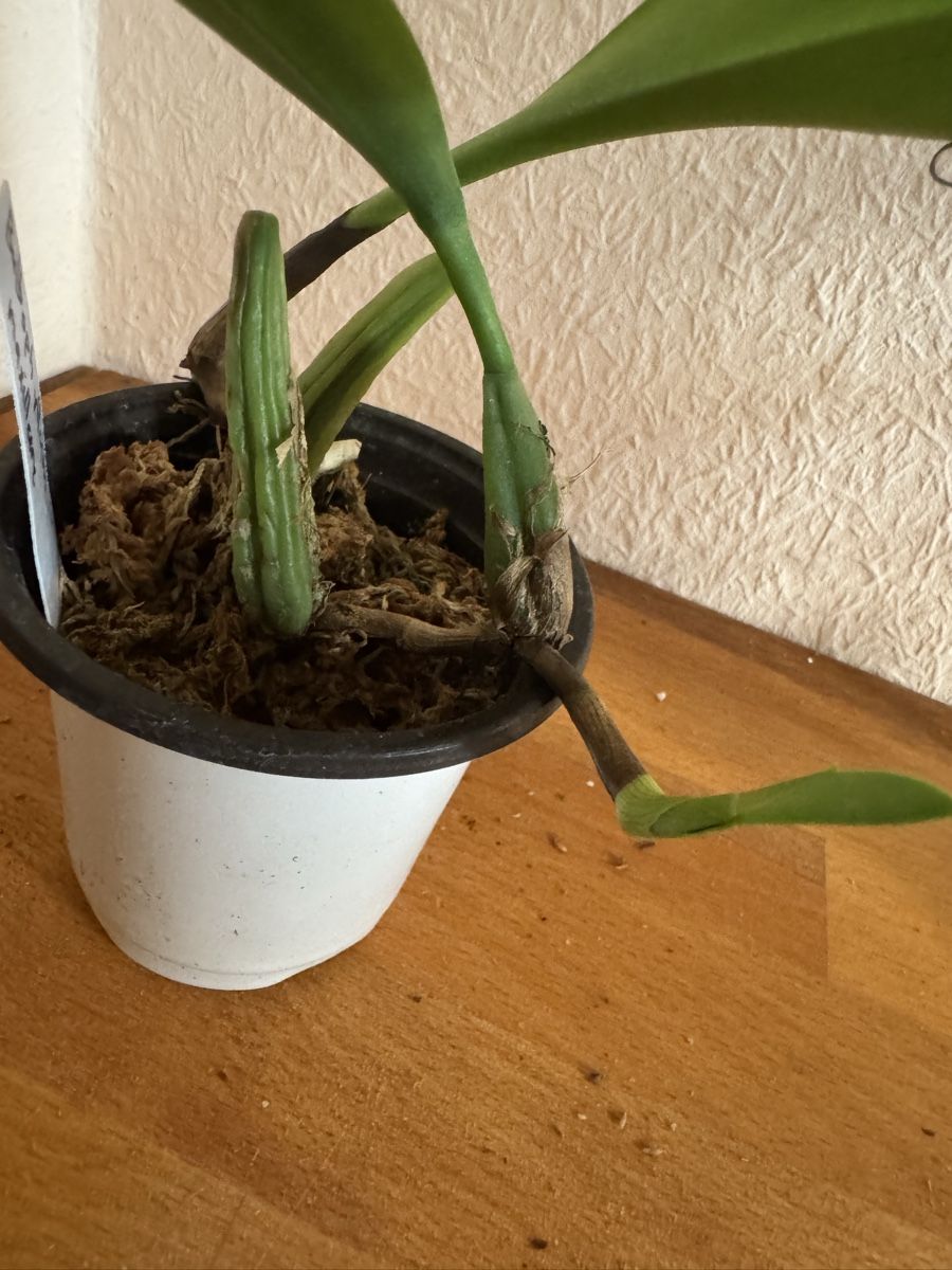 Plantes & graines: Bulbophyllum maxillare – D'occasion à Männedorf par mrclst 1