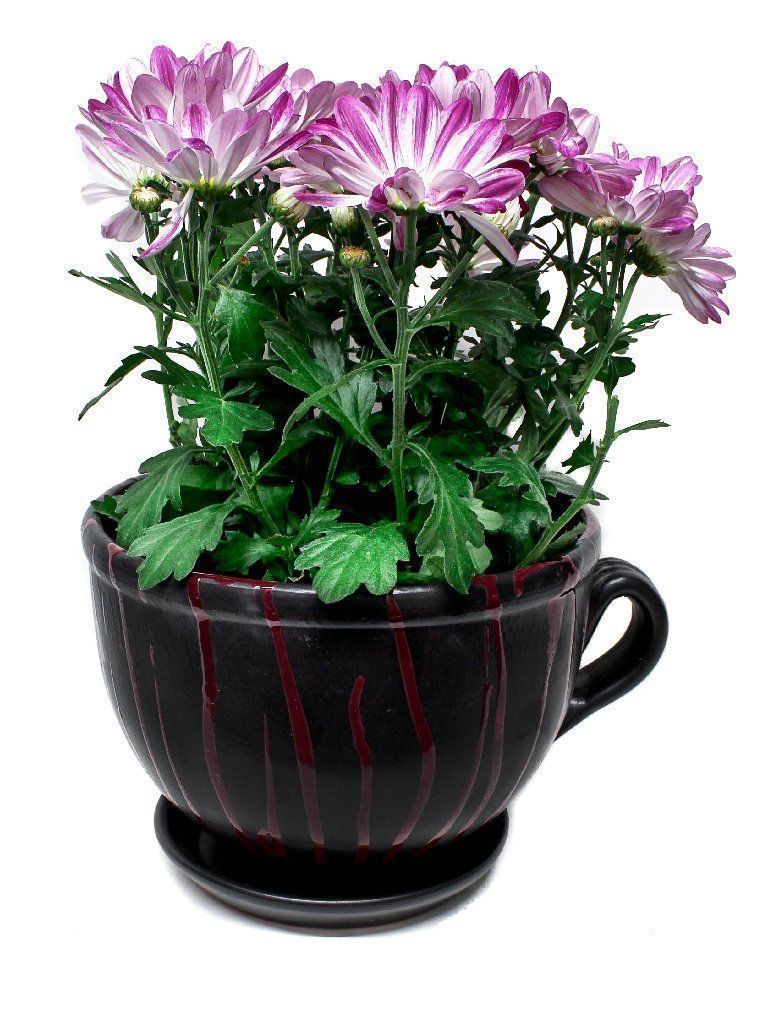 Vasi per fiori: Blumentopf/Pflanzentopf/Tontopf "Tasse" – Nuovo e nell'imballaggio originale da Zürich venduto da StellaKar 6