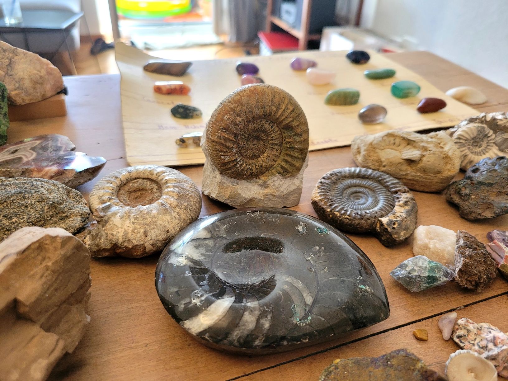 Pietre preziose: Sammlung Halbedelsteine, Ammoniten, Muscheln – Usato da Bern venduto da MoeDoe 3