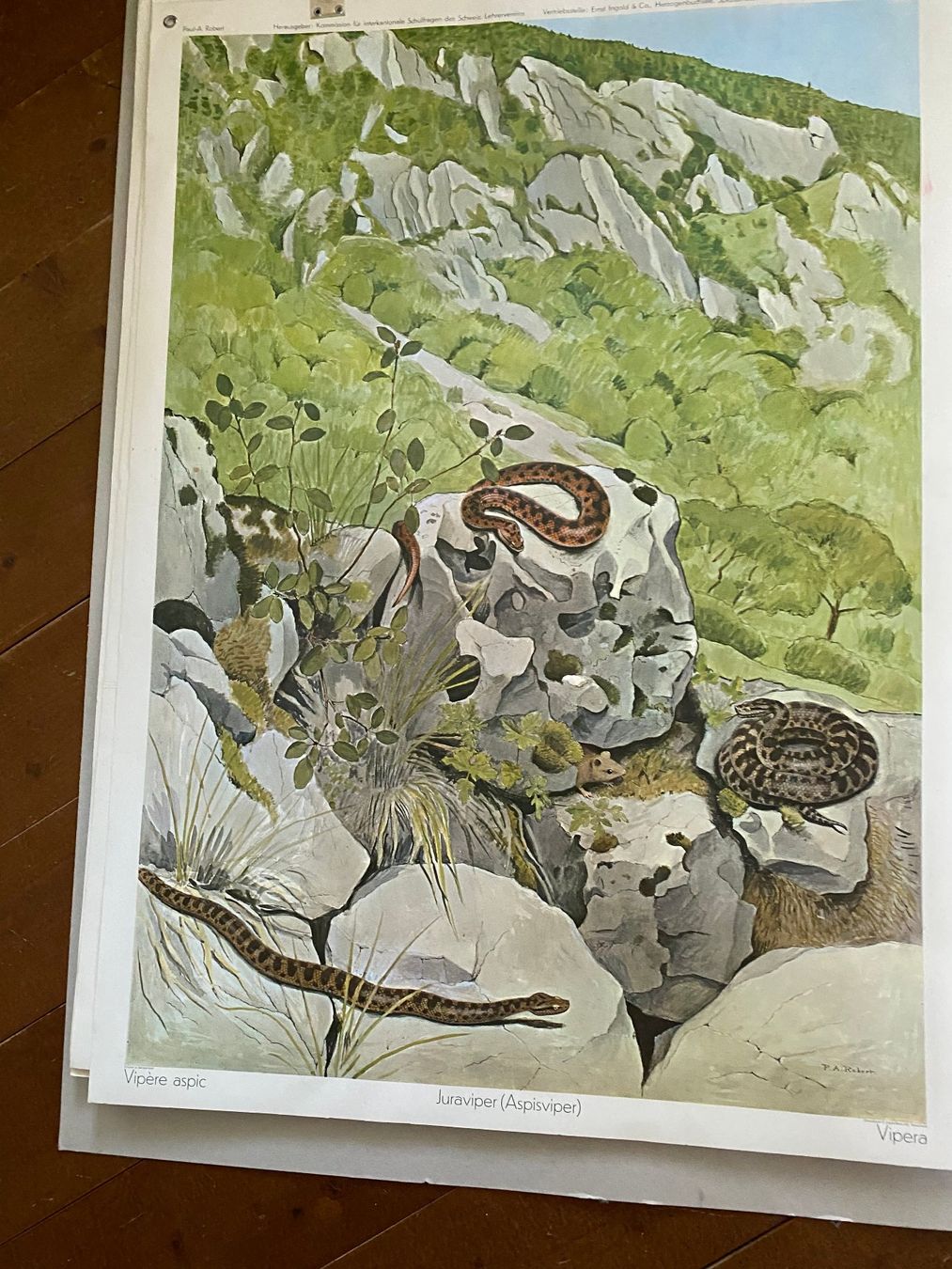 Posters & Illustrations: Diverse Schulwandbilder und Kunstdrucke – D'occasion à Bern par Huglimat 9