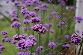 500 Samen Verbena Bonariensis Argentinisches Eisenkraut