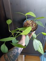Epipremnum Cebu Blue