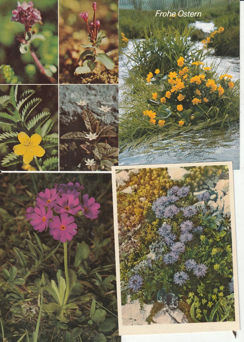 Cartoline postali: 40 Blummenkarten – Usato da Lumbrein venduto da made02 4