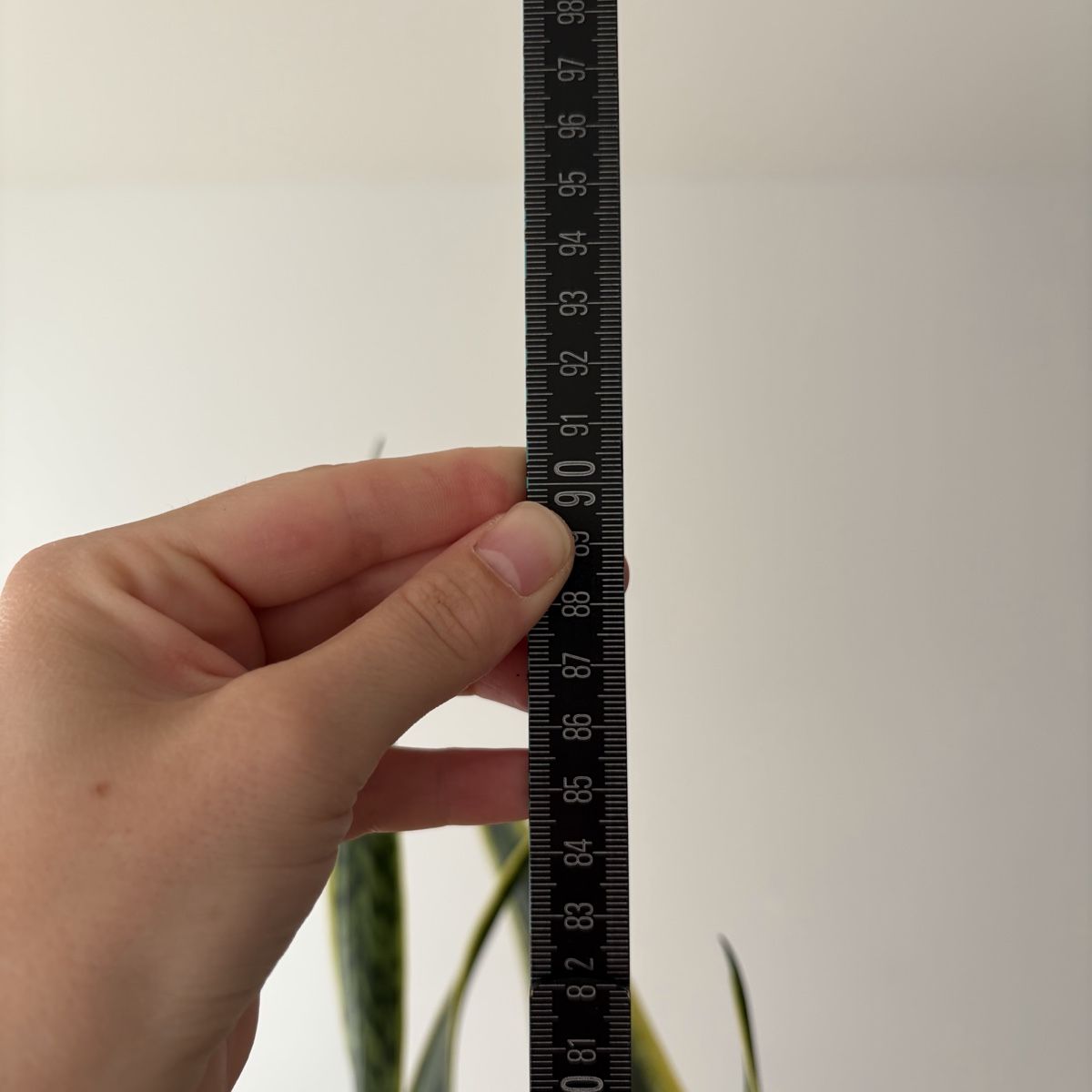 Piante & sementi: Grosse Sansevieria / Bogenhanf  – Usato da Winterthur venduto da Veribeerii 3