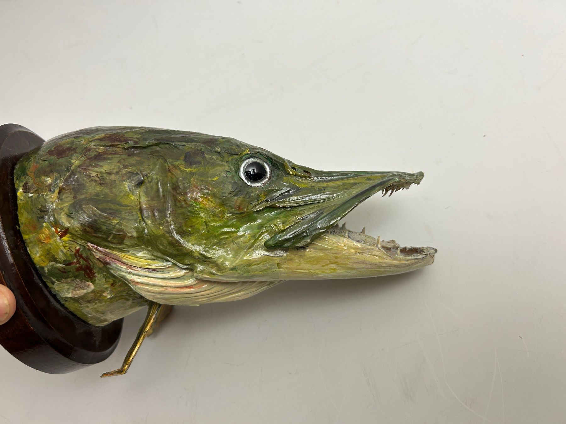 Altre raccolte & rarità: Fisch gross Hecht Trophäe / Sept 1971 – Usato da Rheineck venduto da emma.gut 7