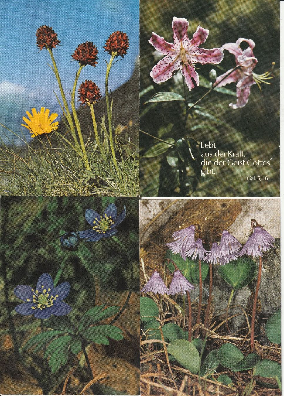 Cartoline postali: 40 Schöne Blummenkarten – Usato da Lumbrein venduto da made02 3