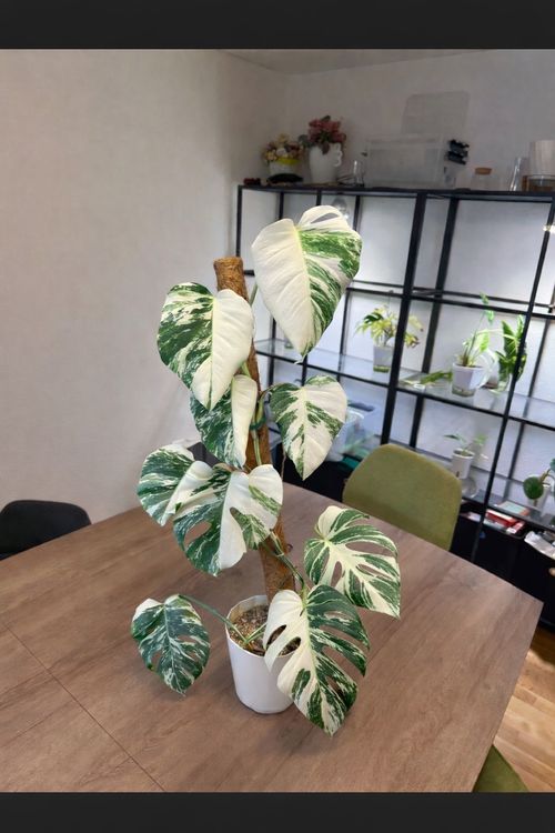Steckling Monstera albo variegata, HALF MOON (Gebraucht) in Mendrisio fr  CHF 56  mit Lieferung auf Ricardo kaufen
