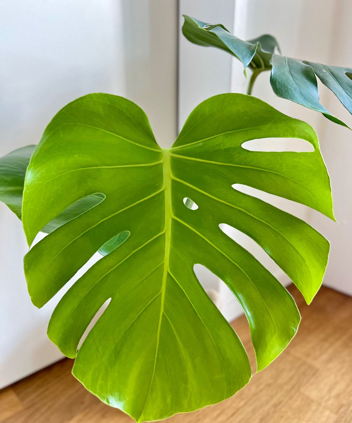 Piante & sementi: Monstera Deliciosa🤩 – Usato da Glattpark(Opfikon) venduto da ste_n99y 2