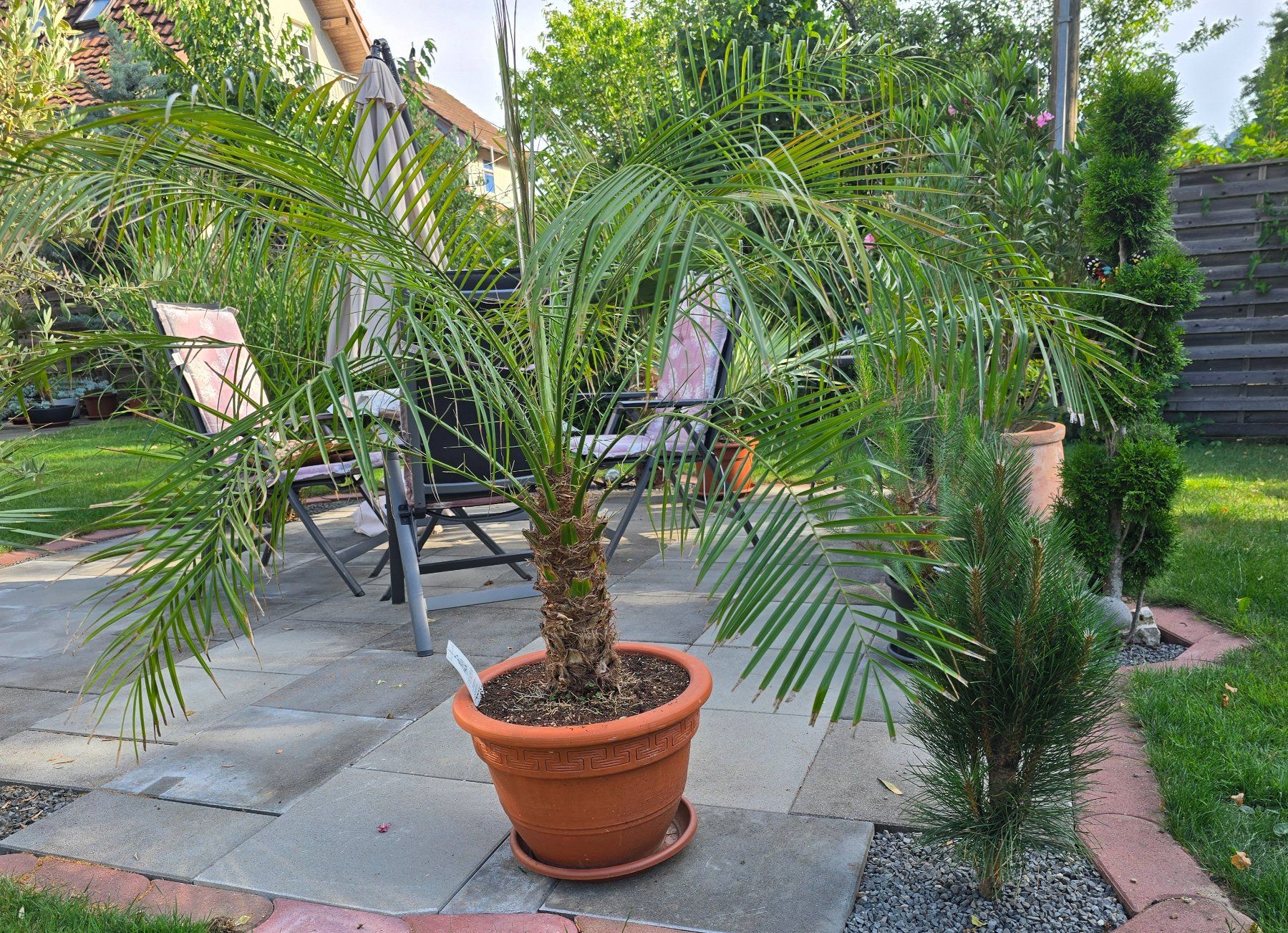 Piante & sementi: Phoenix Palme roebelenii mit Topf – Usato da Aarburg venduto da popkorn65 5