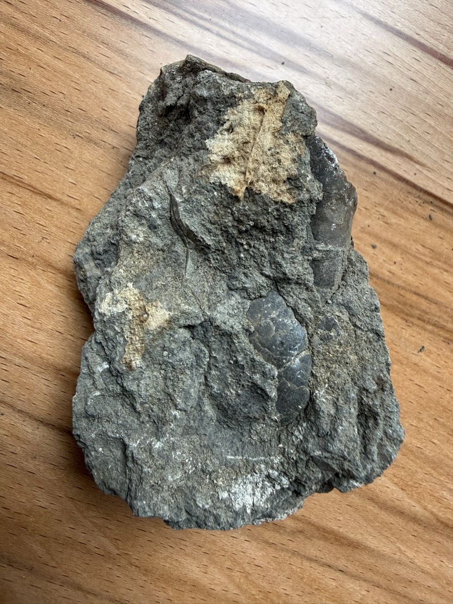 Fossilien: Versteinerte Auster – Gebraucht aus Grenchen von Bastet007 7