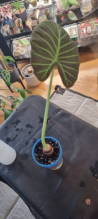 Piante & sementi: Alocasia Regal Shield – Usato da Wallenwil venduto da pet_mz5n