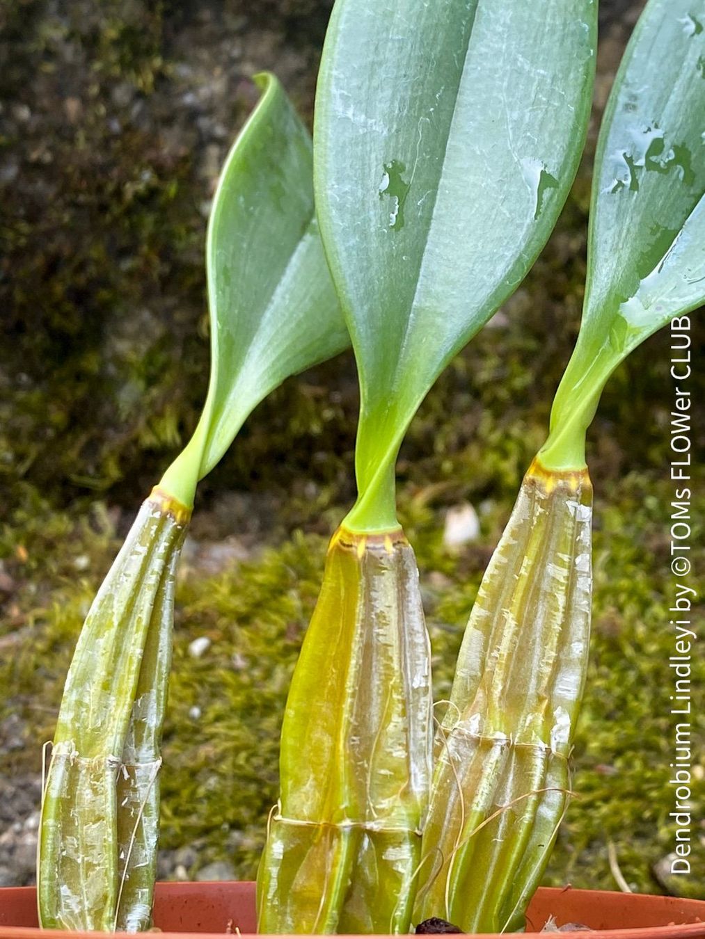 Piante & sementi: Dendrobium Lindleyi - gelb blühende & top robuste Orchidee – Nuovo e nell'imballaggio originale da Adliswil venduto da asTOMas963 8