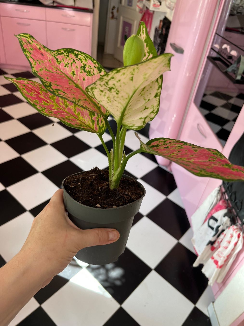 Piante & sementi: Aglaonema plante d’intérieur – Usato da Porrentruy venduto da Madamebovary 1