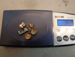 14,3 Gramm Zahngold ab 1.-