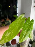 Alocasia Acuminata Albo Variegata rhizome 🪴🌱