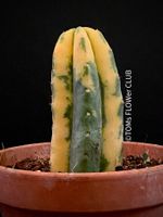 Trichocereus Pachanoi Aurea Variegata für Raritäten-Sammler