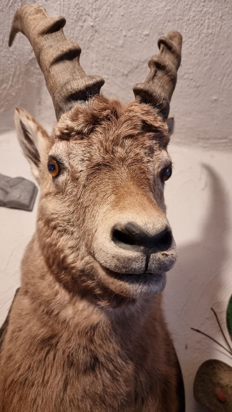 Welt der Tiere: Steinbock – Gebraucht aus Sils im Domleschg von platin01 1