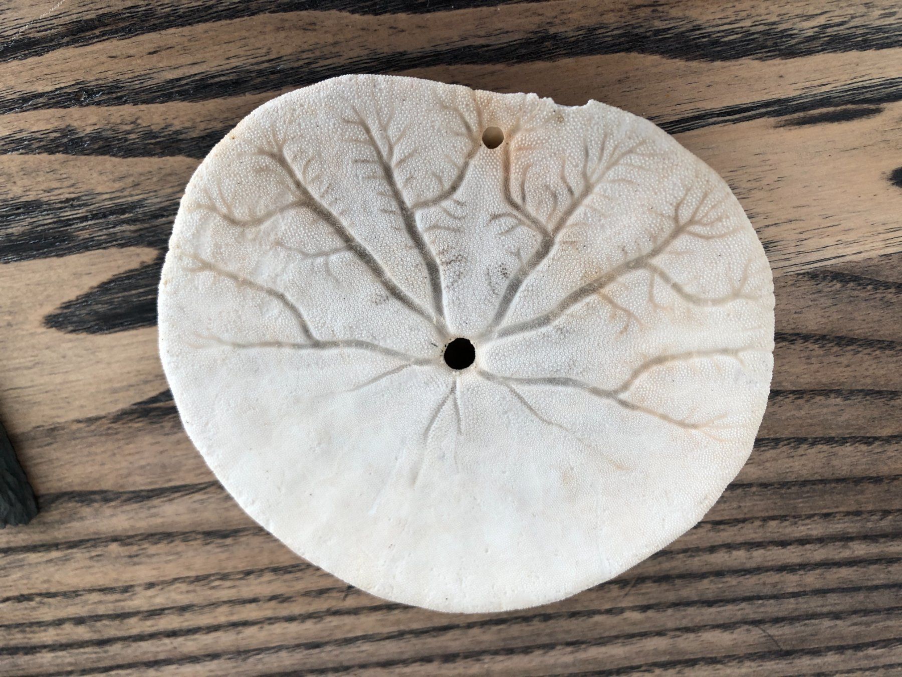 Fossili: Sanddollar und Fossil – Usato da Berg am Irchel venduto da Zweiti_Chance 3