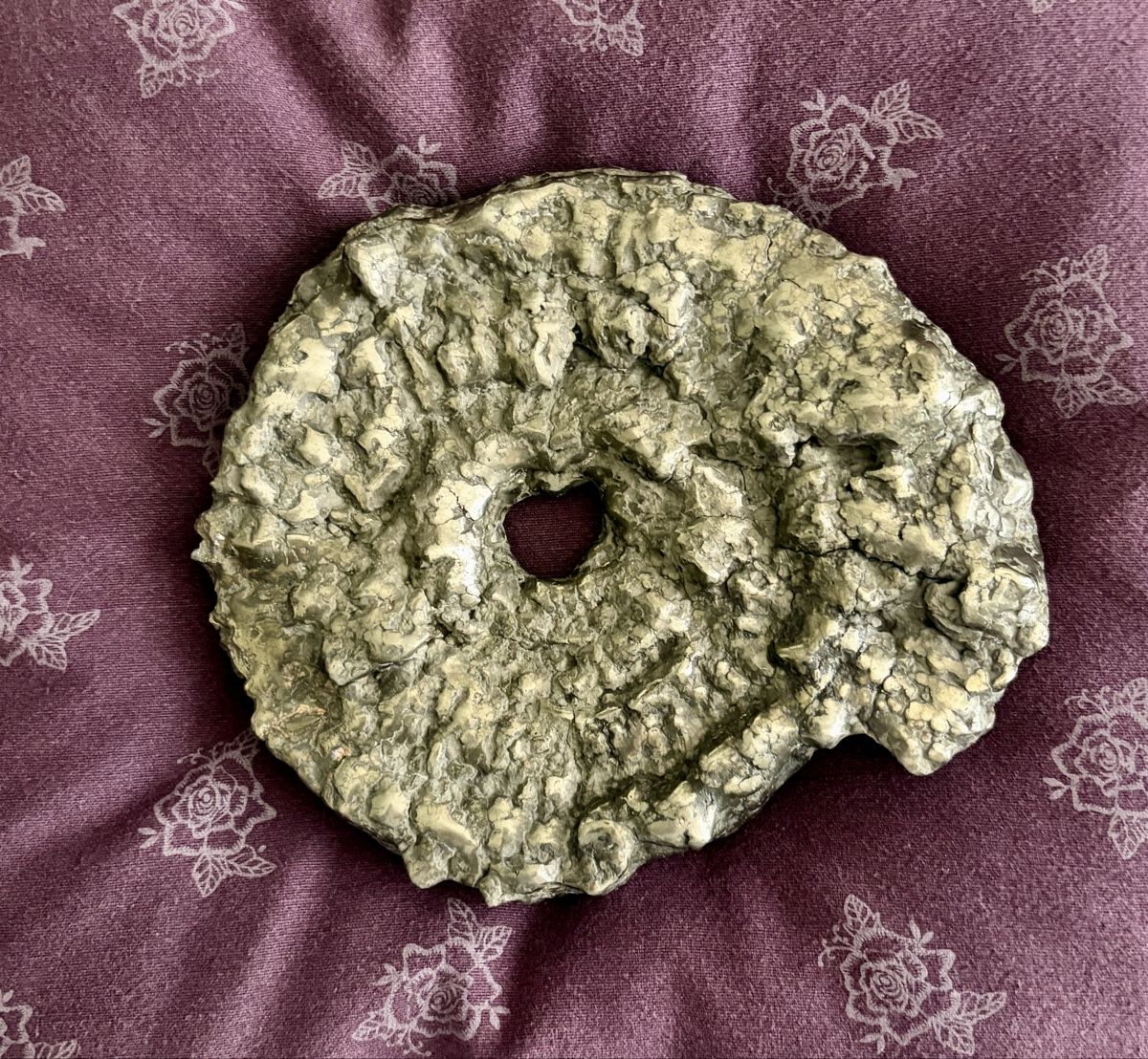 Fossili: Ammonit pyritisiert. Jura Zeit. – Nuovo (secondo la descrizione) da Adliswil venduto da Moroz173