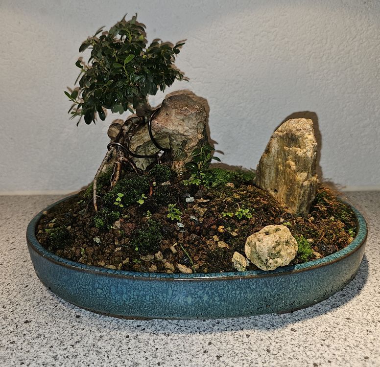 Einzigartige Bonsai Konstellation 5