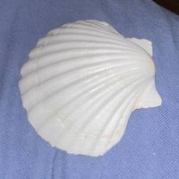 Muschel Schale