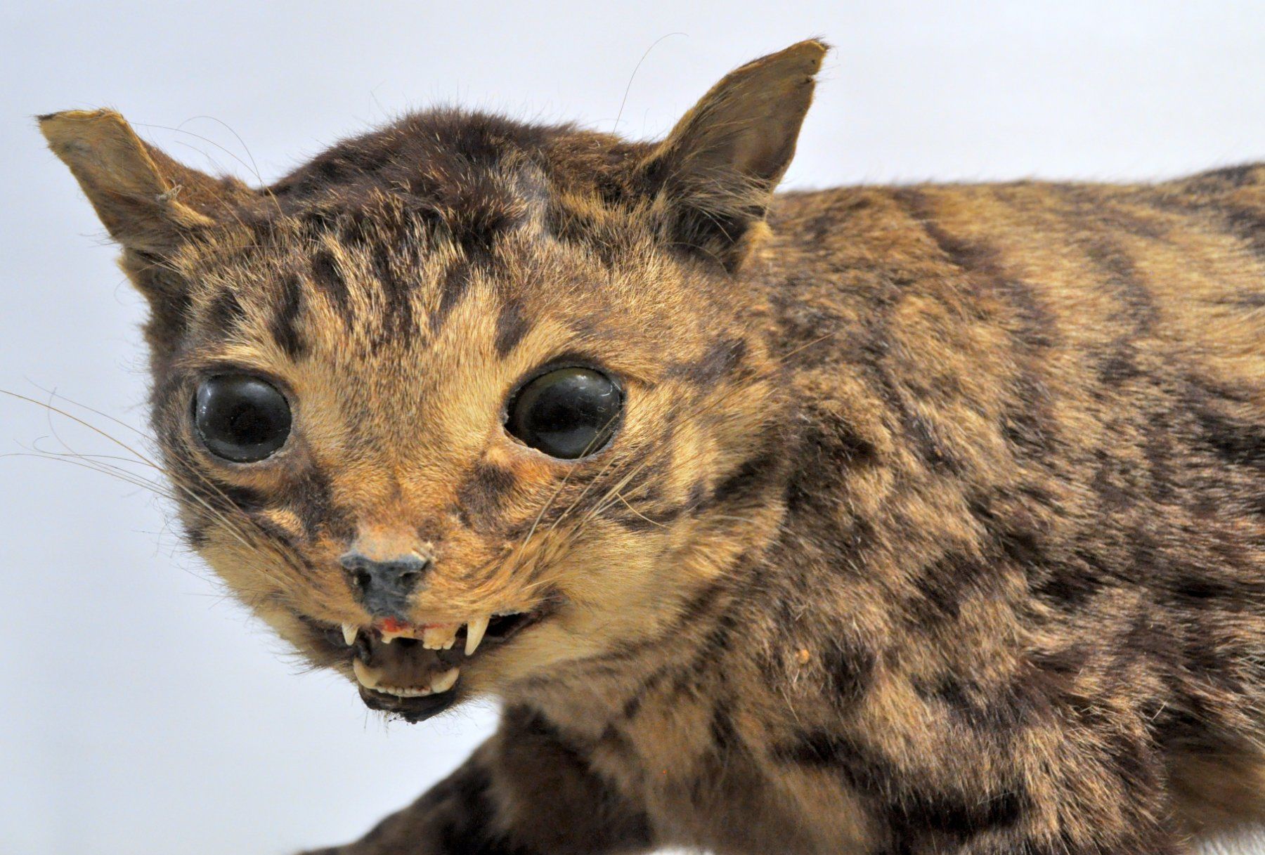 Monde des animaux: Chat forestier naturalisé – D'occasion à Neuchâtel par Neuchatel 4
