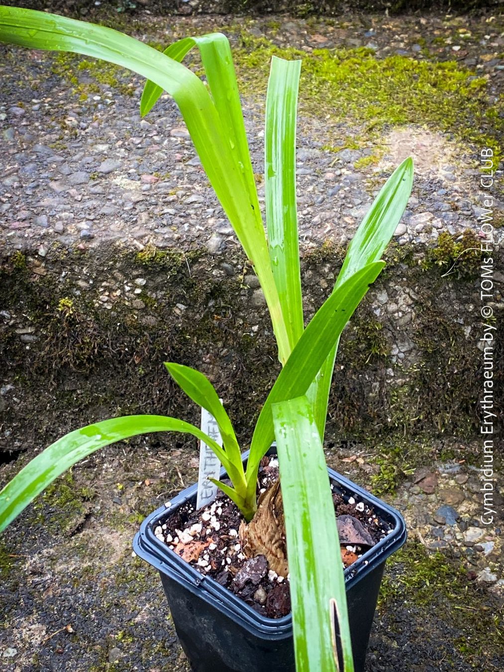 Piante & sementi: Cymbidium Erythraeum - seltene, duftende Orchidee – Nuovo e nell'imballaggio originale da Adliswil venduto da TAKEYOURPLANT 2
