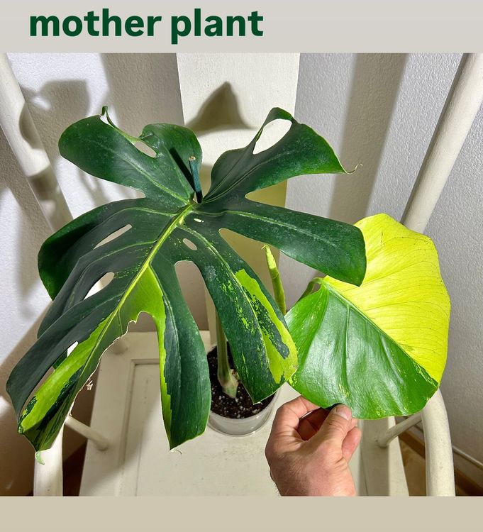 sansevieria groß Shop Sansevieria Zeylanica Snake Plant, Including Care Guide Small / Eco Pot / Earl Grey main image 1