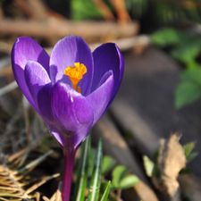 Profile image of Crocus-la-vie