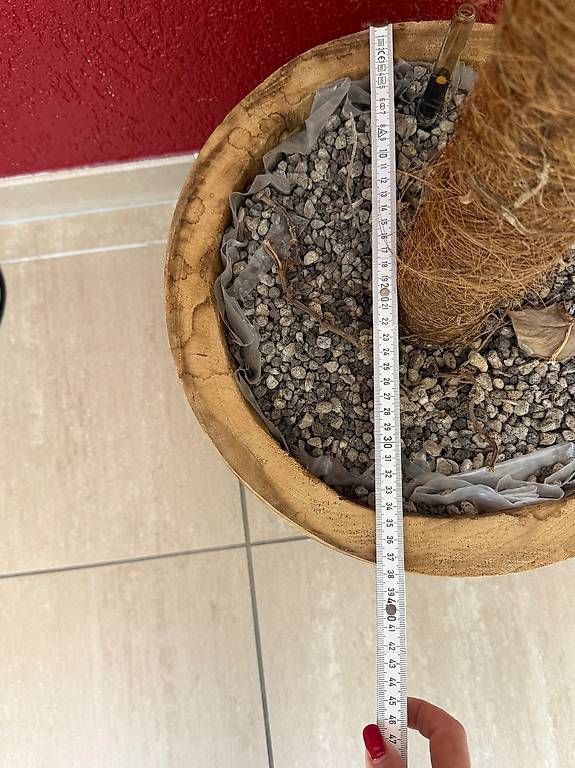 Vasi per fiori: Holz Pflanzentopf – Usato da Fribourg venduto da 1thaila 1