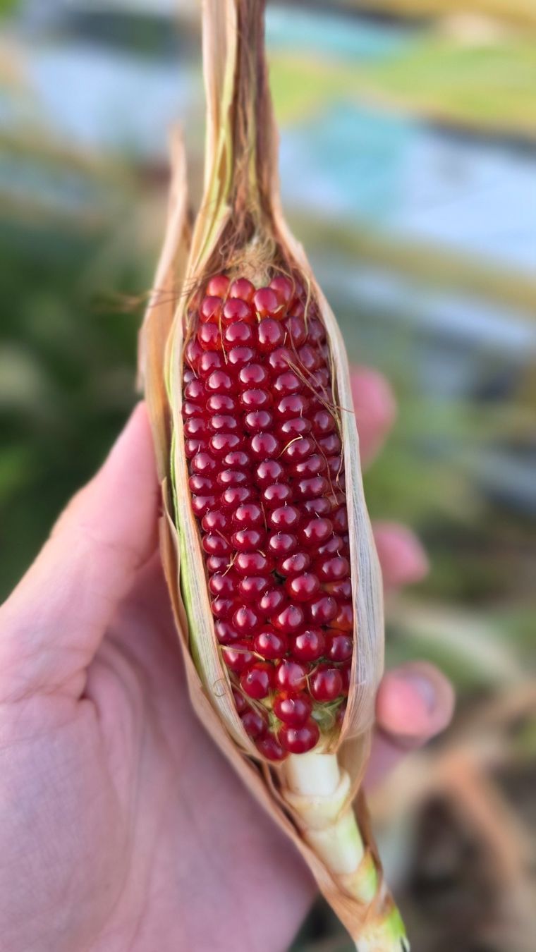 Pflanzen & Samen: Roter Mais Samen; Red Corn Seeds – Neu (gemäss Beschreibung) aus Zürich von The_Plant_Wizard 1