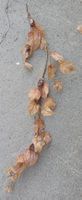 neu: Girlande Herbstblätter mit Zapfen Deko