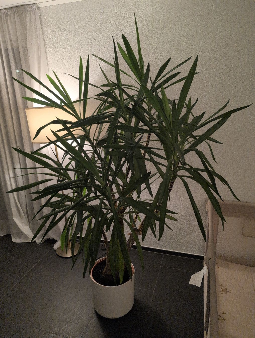 Pflanzen & Samen: Yucca-Palme inkl. Topf – Gebraucht aus Wagen von Czerkawski_21