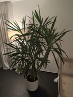 Yucca-Palme inkl. Topf