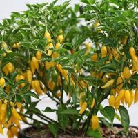 30 Samen LEMON DROP Chili