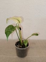 Monstera Deliciosa Mint
