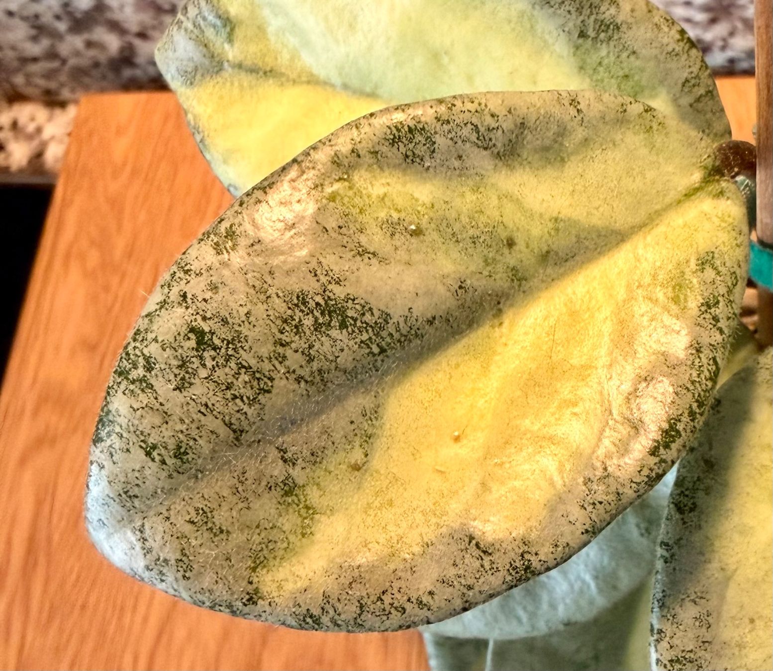 Piante & sementi: Hoya Argentea Princess – Usato da Kaiseraugst venduto da dka_b97z 1