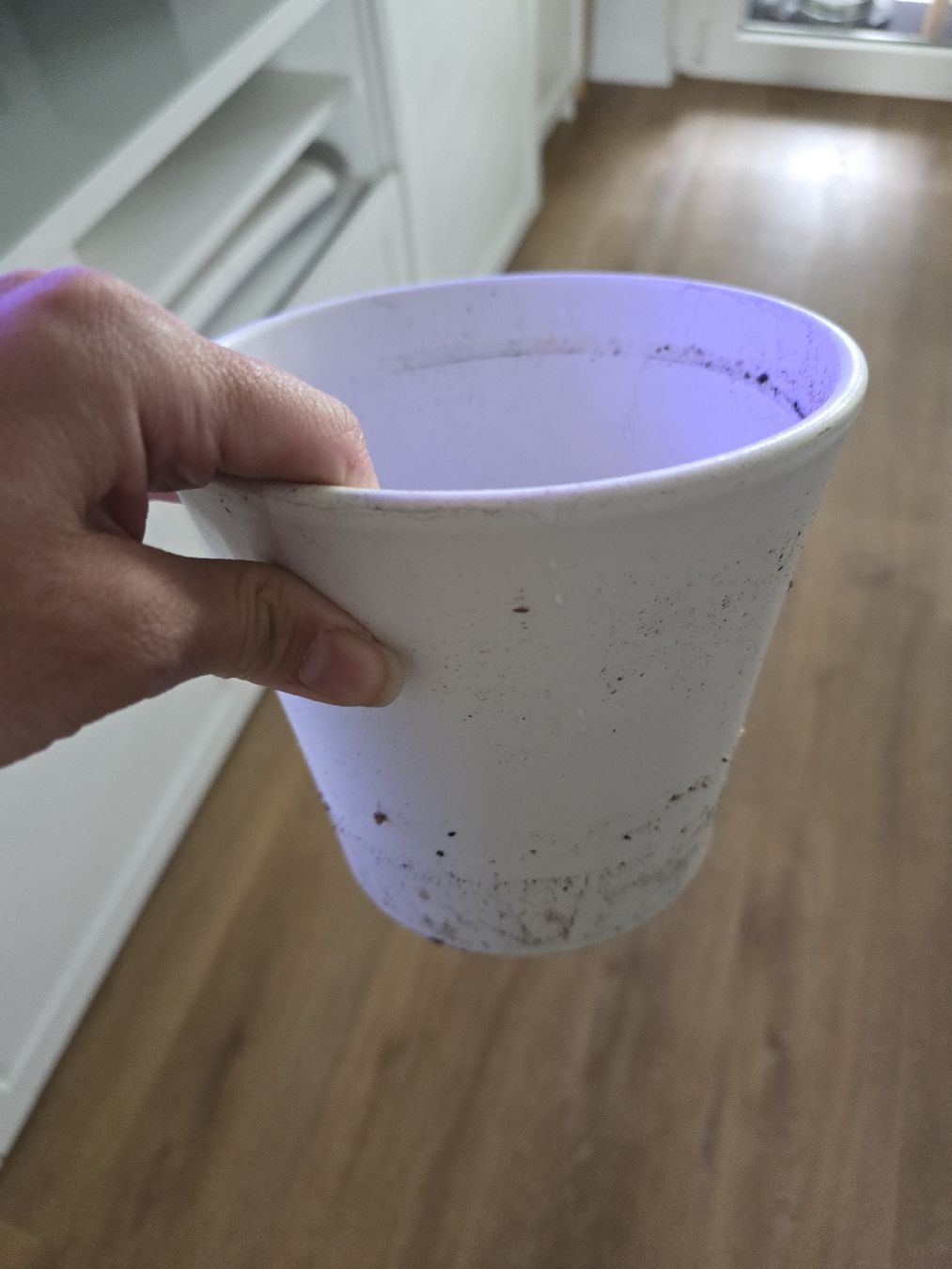 Vasi per fiori: Blumentöpfe für Innenbereich – Usato da Zug venduto da nic_wlj8 2