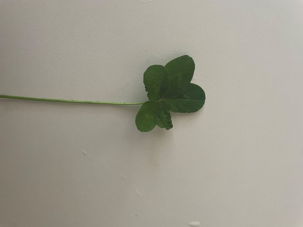 Trèfle à cinq feuilles Kaufen auf Ricardo