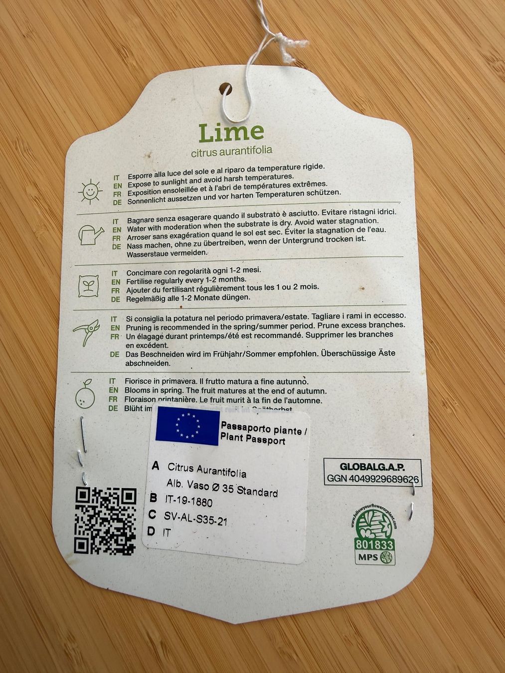 Piante & sementi: Limettenbaum Citrusbaum – Usato da Stäfa venduto da Bmichelle 2